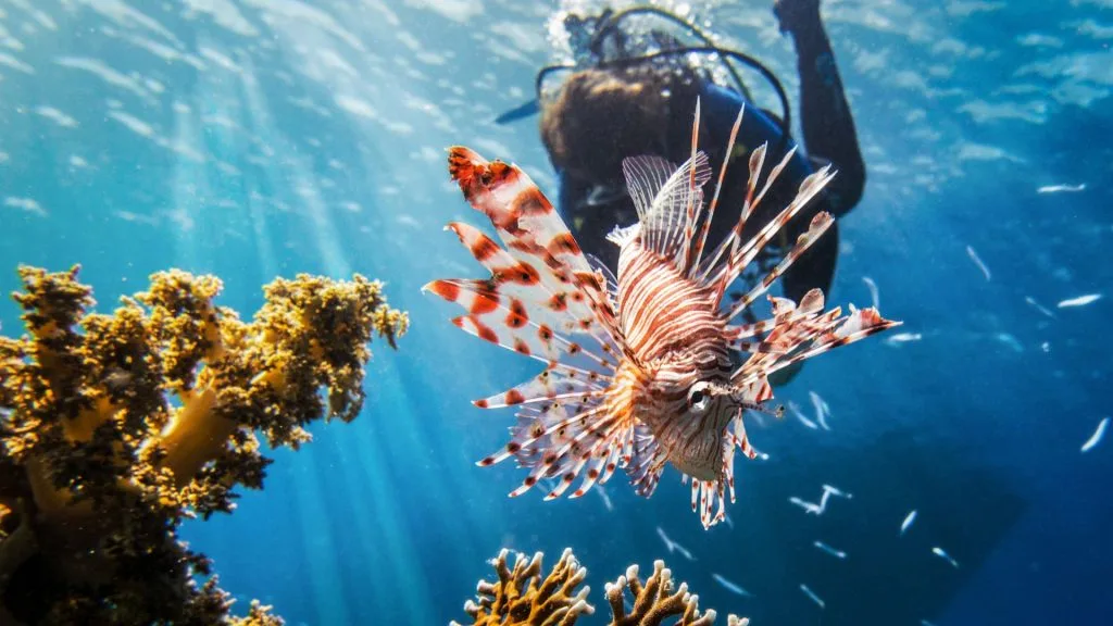 où faire de la plongée sous marine à la réunion découvrez les meilleurs spots à ne pas manquer