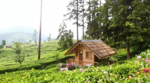 Découvrez pourquoi Nuwara Eliya Nuwara Eliya charme les voyageurs